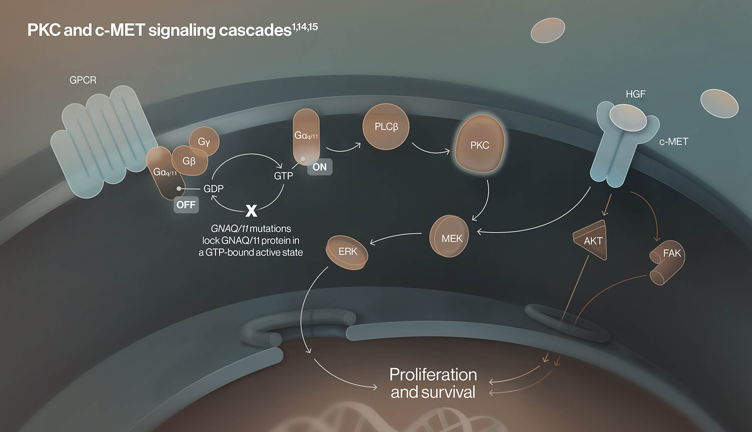 Image of molecular pathways in uveal melanoma showing GNAQ and GNA11 mutation signaling leading to proliferation and survival